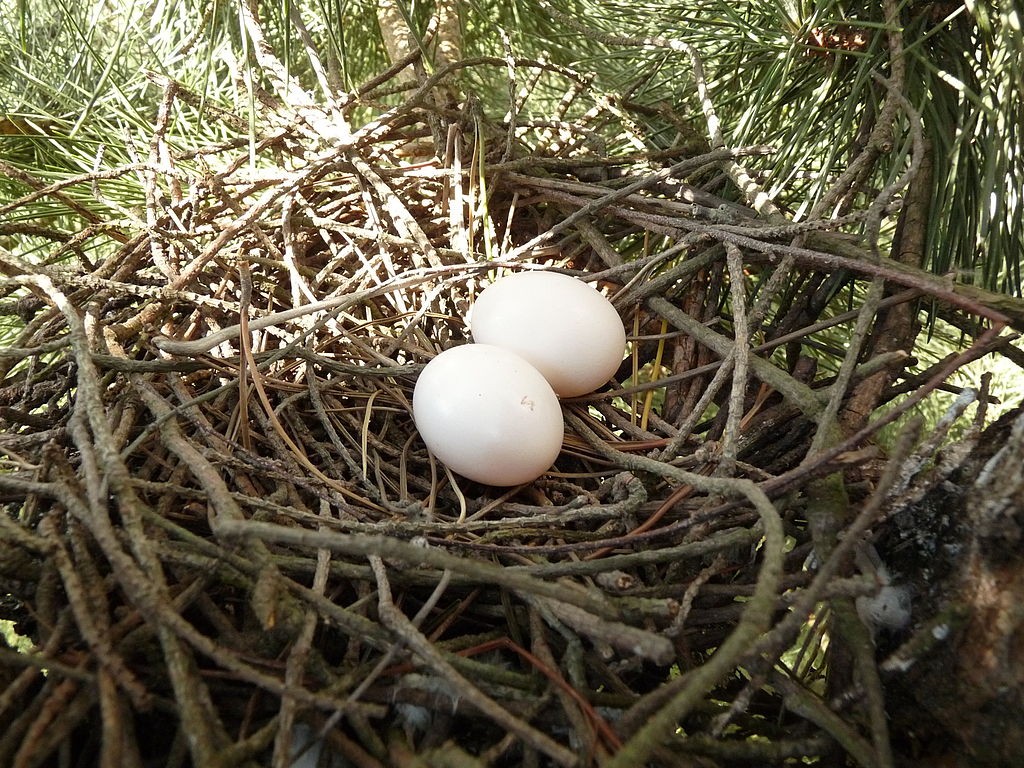 Pigeon Egg Facts: Laying Eggs and Hatching - BIRDS PROFILE