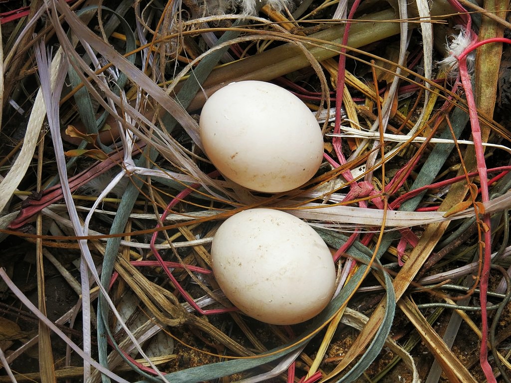 Pigeon Egg Facts Laying Eggs And Hatching Birds Profile