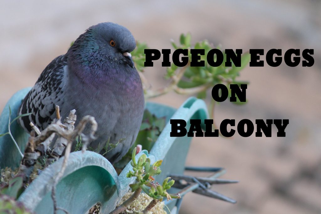 Pigeon-Eggs-on-Balcony-featured-image