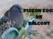 Pigeon Eggs on Balcony? What should you do?