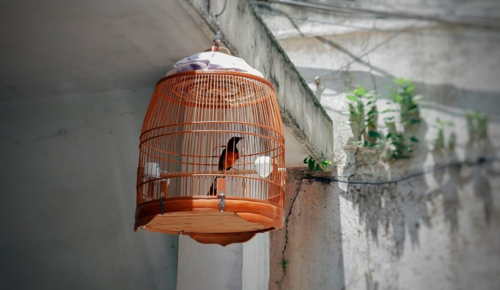 bird cage buying guide
